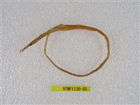 藏品(線尾鴨嘴鰻)的圖片